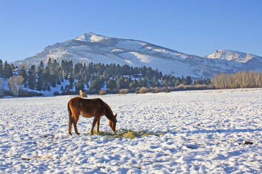 Snowy Horseman