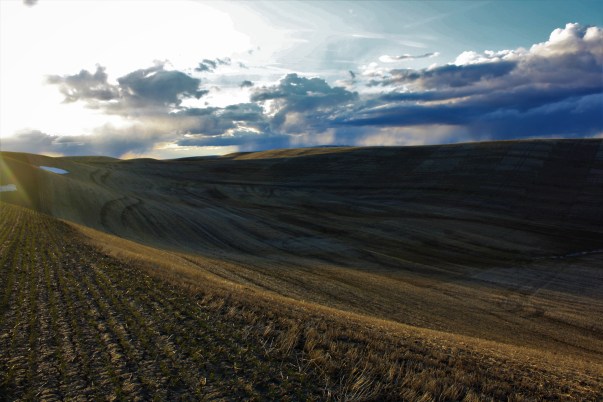 Palouse 6