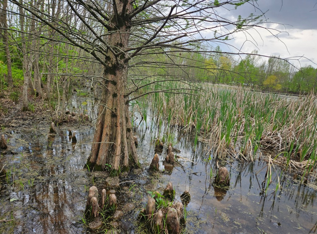 A wetland ecosystem with shallow water and tall green and tan grasses emerging from the pool. A tree trunk and several root stumps also rise from the surface of the water. 